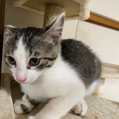 子猫の里親募集