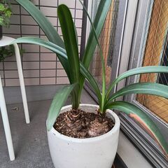 アマリリス　鉢植え