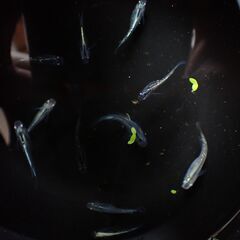 ラメ入りメダカ 10匹の画像
