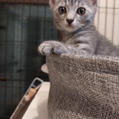 仲良し兄妹決ずっとのお家決まりました。 - 猫