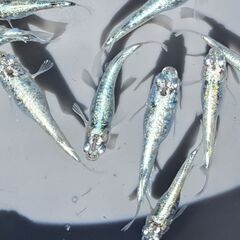 メダカ　レックウザ（２ペア＋メス１）の画像