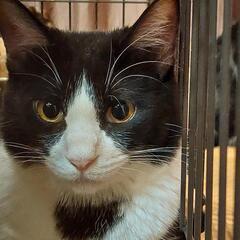 一歳くらいのハチワレ君里親募集中