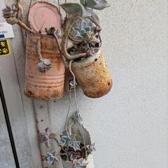 多肉植物、植木、植木鉢などの画像