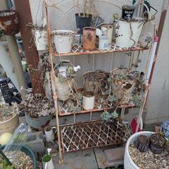 多肉植物、植木、植木鉢などの画像