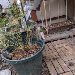 多肉植物、植木、植木鉢などの画像