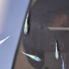 メダカ　ユリシスパラディーゾ（２ペア＋メス１）の画像
