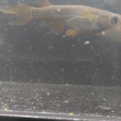 メダカ　めだか　春産まれの若魚　サタン　一匹からの画像