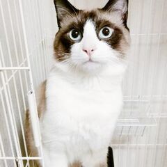 保護しています。一生家族を探しています