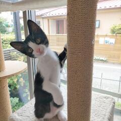 🍀譲渡会🍀くるみちゃん