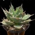 ランキングキーワードに紐づく投稿画像-多肉植物