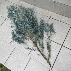 ユーカリグニーの画像