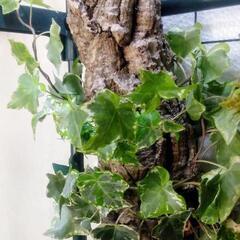 アイビー(キャノン型コルク)着生植物､コルク､テラリウム､ビバリウム､観葉植物、ガーデニングの画像