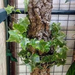 アイビー(キャノン型コルク)着生植物､コルク､テラリウム､ビバリウム､観葉植物、ガーデニングの画像