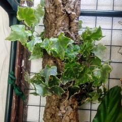 アイビー(キャノン型コルク)着生植物､コルク､テラリウム､ビバリウム､観葉植物、ガーデニングの画像