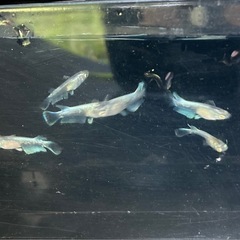 メダカ　レーヴの画像