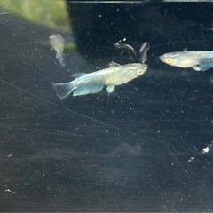 メダカ　レーヴの画像