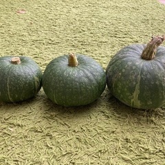 カボチャ、パプリカ、きゅうり、スイカ　夏野菜　甘い　美味しい　安い