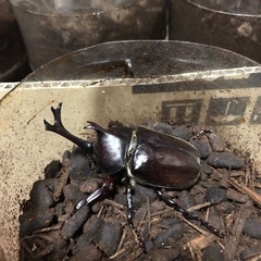 ⑧カブトムシの成虫　無料で差し上げますの画像
