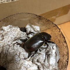 ⑧カブトムシの成虫　無料で差し上げますの画像