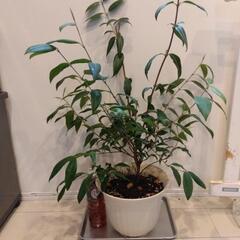 レア❗️レモンマートル❗️ハーブ 植え替え済みの画像