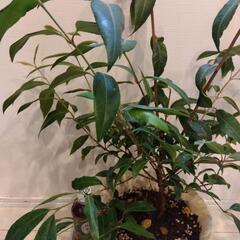 レア❗️レモンマートル❗️ハーブ 植え替え済みの画像