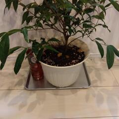 レア❗️レモンマートル❗️ハーブ 植え替え済みの画像