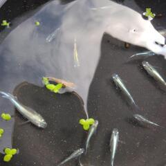 ミックスメダカブルー系統中心稚魚～成魚&ホテイアオイ3株以上差しあげます。の画像
