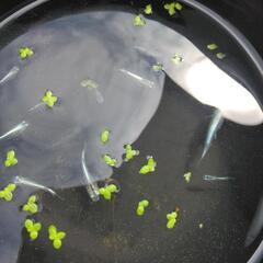 ミックスメダカブルー系統中心稚魚～成魚&ホテイアオイ3株以上差しあげます。の画像