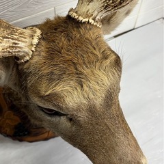 鹿 ハンティングトロフィー オブジェ インテリア 壁掛け シカ しか 札幌市白石区の画像