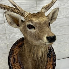 鹿 ハンティングトロフィー オブジェ インテリア 壁掛け シカ しか 札幌市白石区の画像