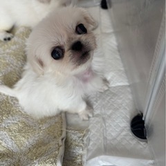 エマちゃん　チワペキ　男の子