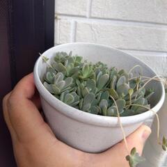 コモチレンゲ 多肉植物の画像