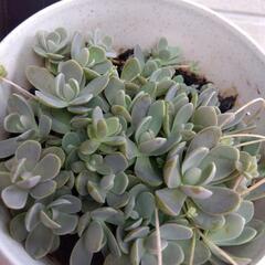 コモチレンゲ 多肉植物の画像