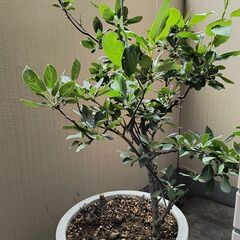 姫リンゴ　鉢植え　高さ120cm
