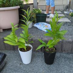 グロリオサの画像
