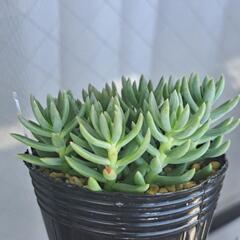 多肉植物　カメレオン(錦)の画像
