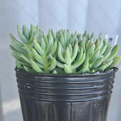 多肉植物　カメレオン(錦)の画像