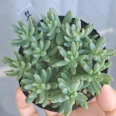多肉植物　カメレオン(錦)の画像
