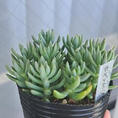 多肉植物　カメレオン(錦)の画像