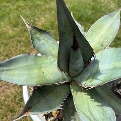 アガベ　チタノタ　ブルー
の画像