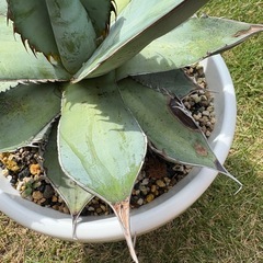 アガベ　チタノタ　ブルー
の画像