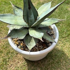 アガベ　チタノタ　ブルー
の画像