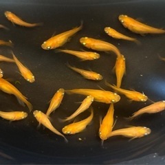 メダカ　10匹　皇帝　半ダルマ　普通体型　若魚の画像