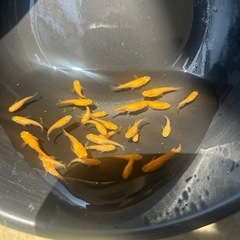 メダカ　10匹　皇帝　半ダルマ　普通体型　若魚の画像
