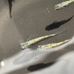 めだか　ネプチューン鰭長3匹、普通3匹の画像