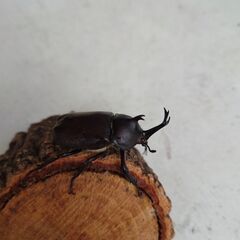 採集カブトムシの画像
