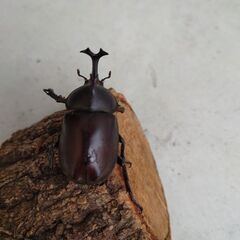 採集カブトムシの画像