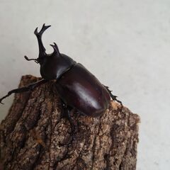採集カブトムシの画像