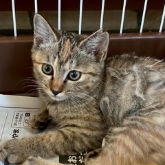 人慣れさせてくれる預かりボランティアさん募集❗️