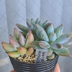 多肉植物　エンジェルスフィンガーの画像